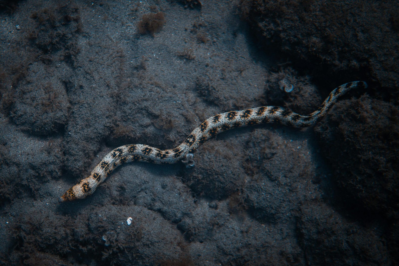 Japanese eels raised from eggs offered at a tasting-Japanchunks