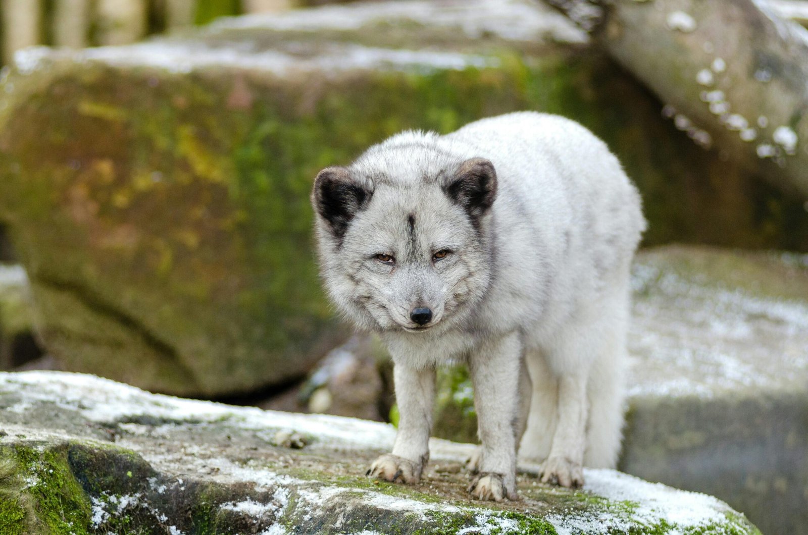 Nasu Animal Kingdom in Japan announces the birth of two Arctic wolf pups-Japanchunks