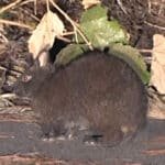 Japan declares AMAMI-Oshima Island to be mongoose free