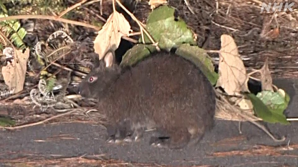 Japan declares AMAMI-Oshima Island to be mongoose free-Japanchunks